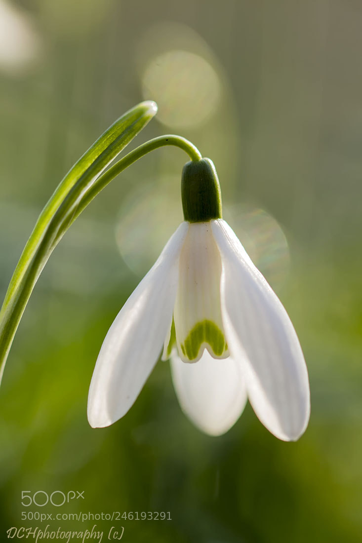 Canon EOS 650D (EOS Rebel T4i / EOS Kiss X6i) sample photo. Snowdrop photography