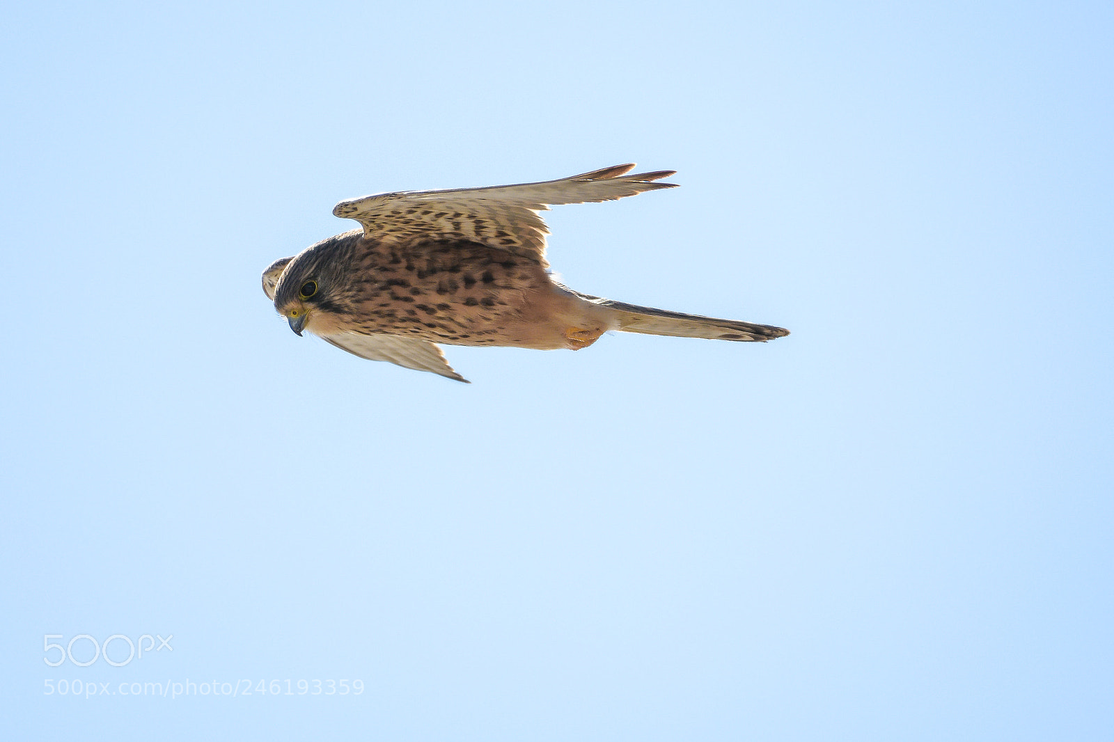 Nikon D7200 sample photo. Common kestrel photography