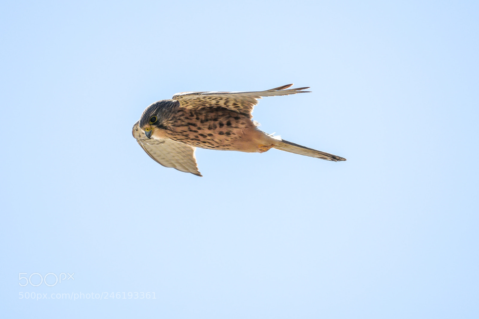 Nikon D7200 sample photo. Common kestrel photography