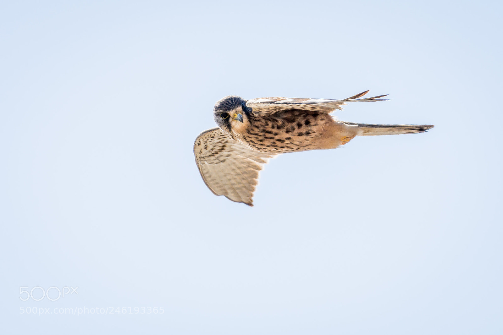 Nikon D7200 sample photo. Common kestrel photography