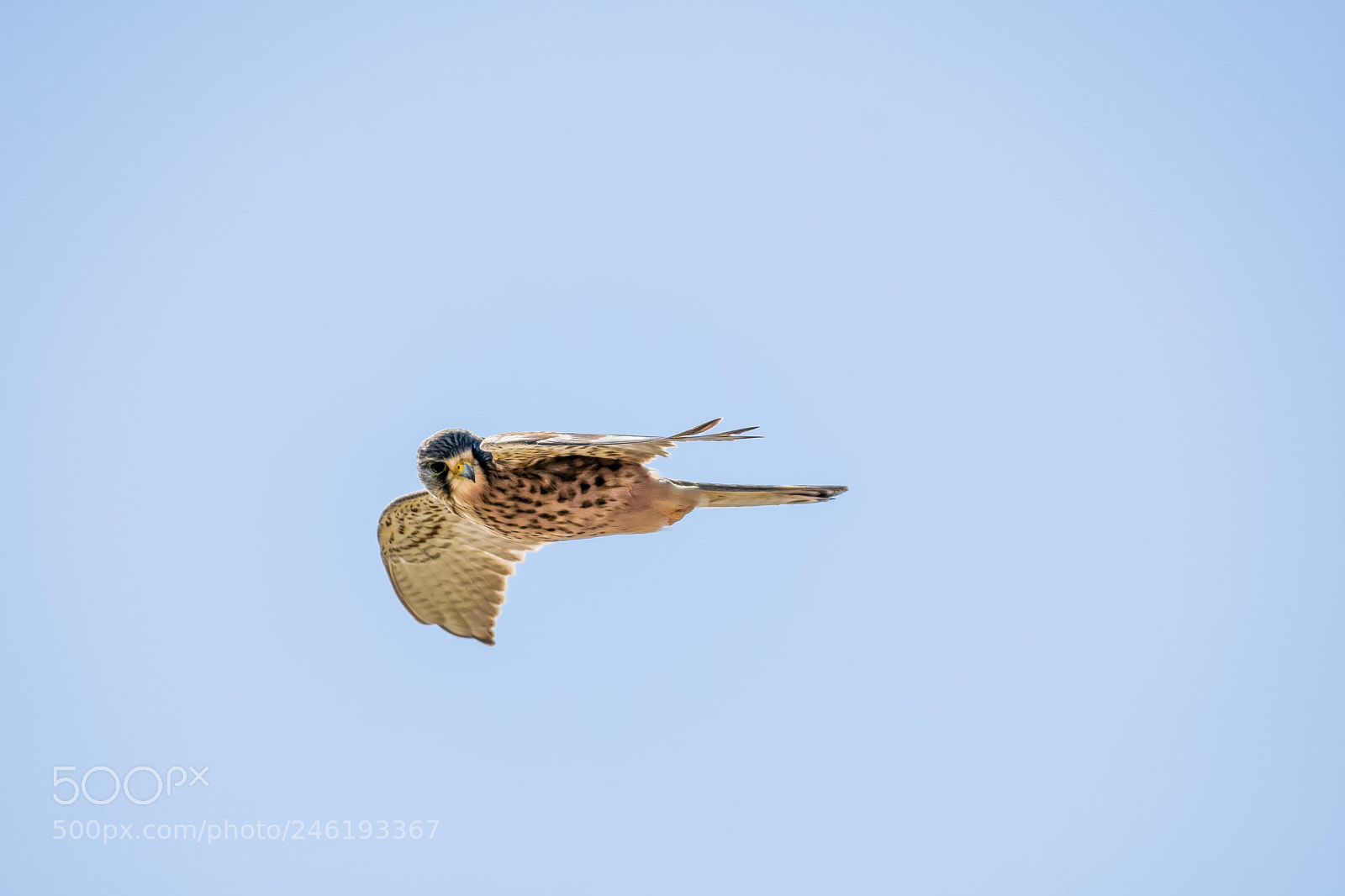Nikon D7200 sample photo. Common kestrel photography