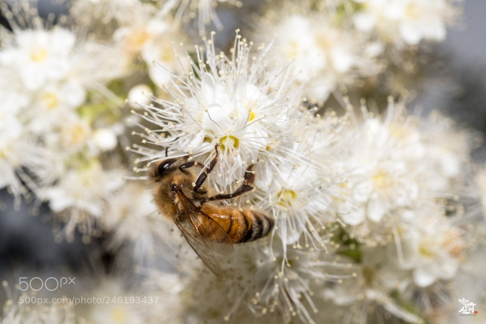 Fujifilm X-T2 sample photo. Flower & bee photography