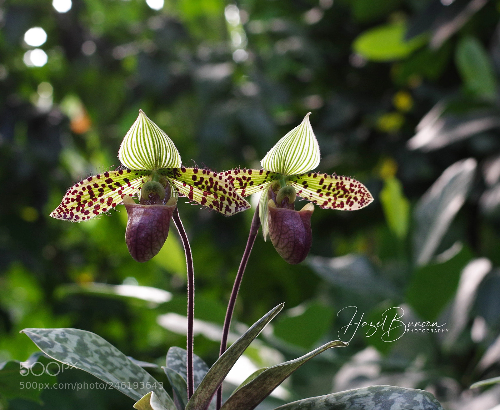 Pentax K-3 II sample photo. Twins - lady slipper photography