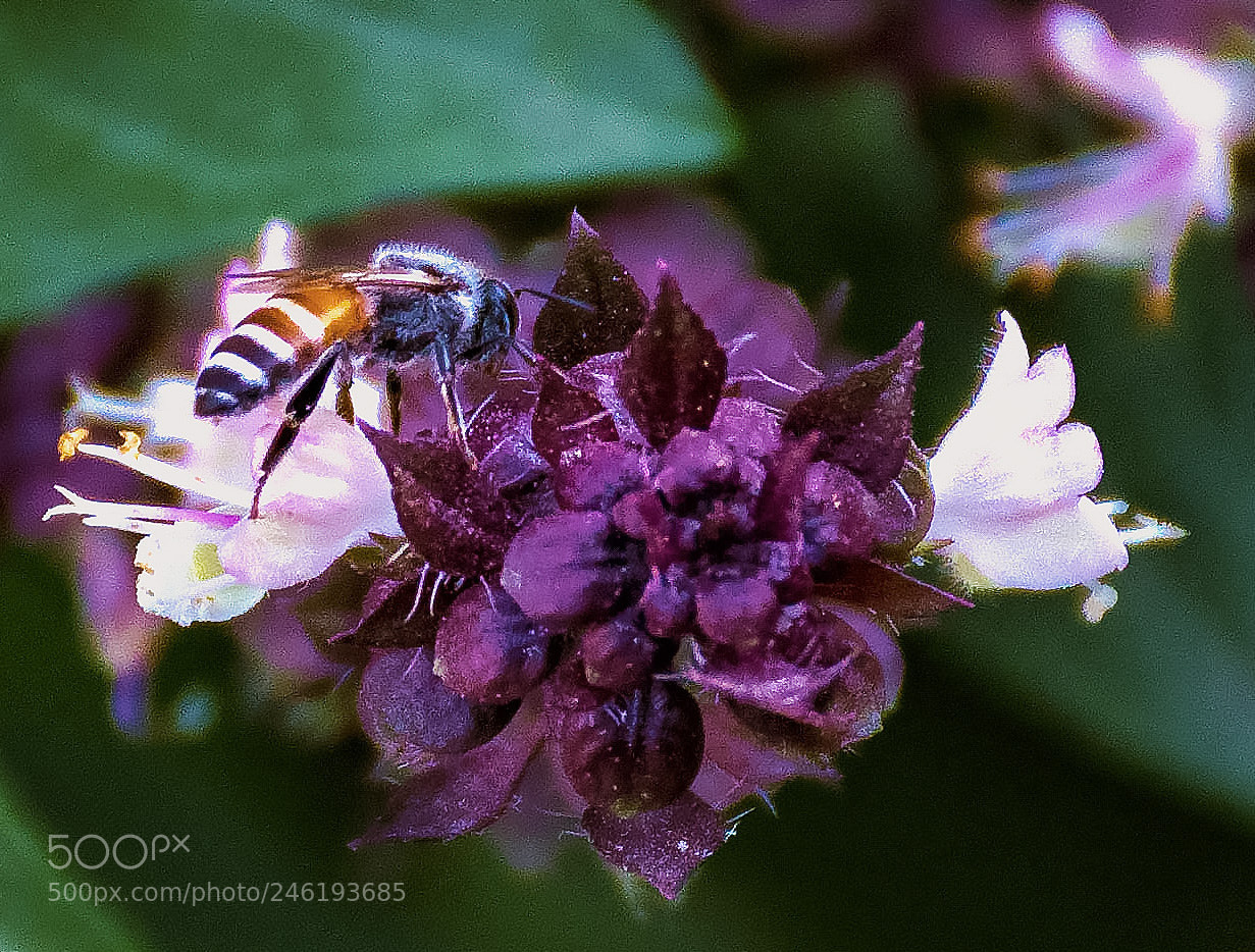 Nikon D5100 sample photo. To bee or not photography