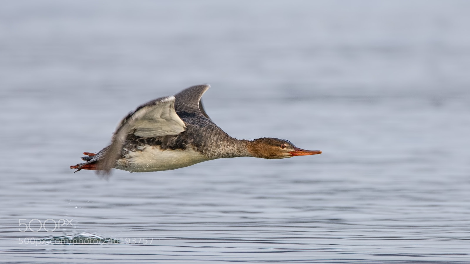 Nikon D7200 sample photo. Red-breasted merganser re-edit photography