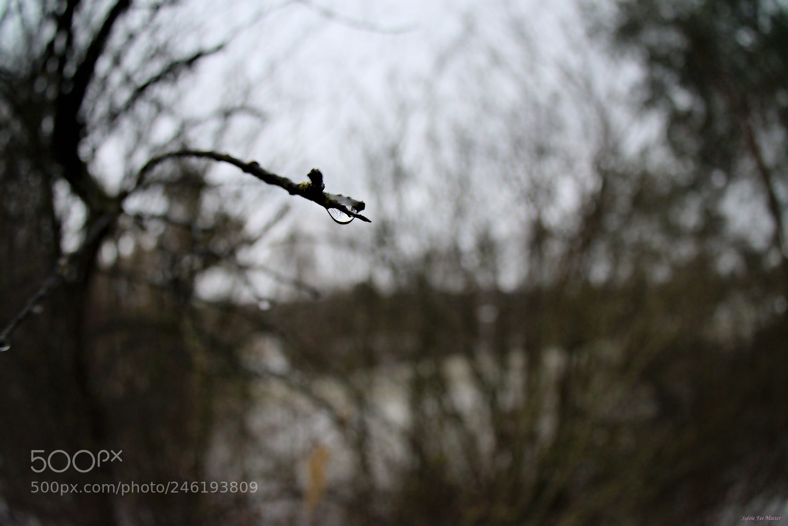 Nikon D7200 sample photo. Teardrop photography