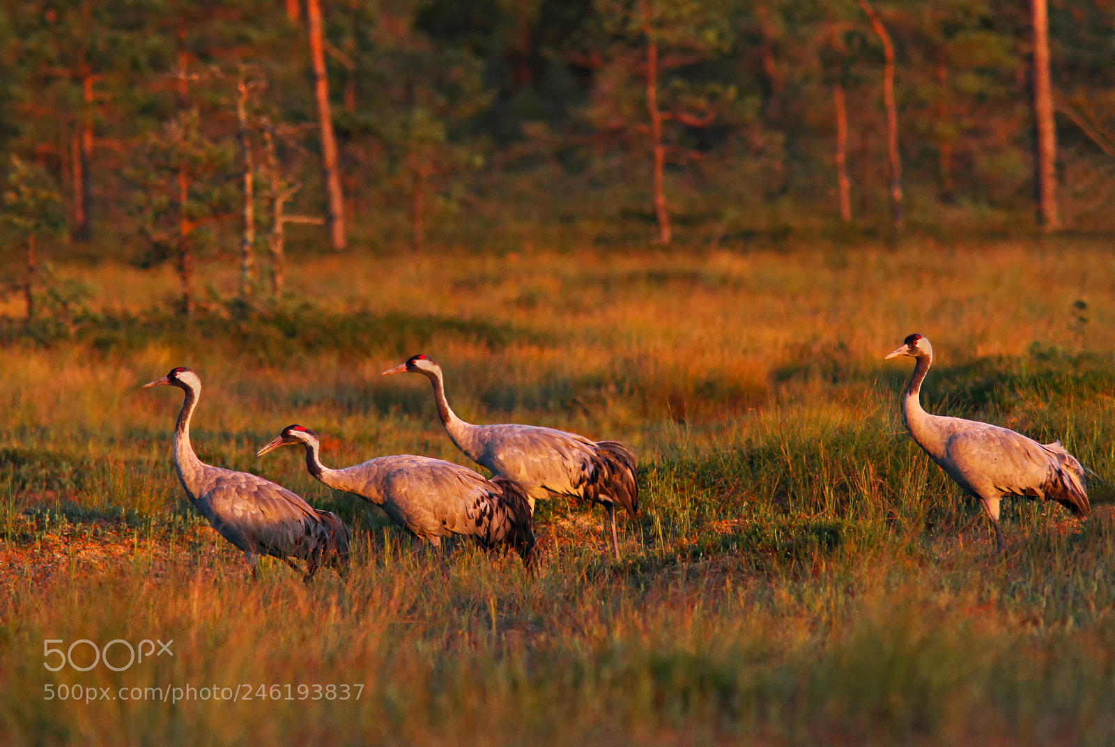 Canon EOS 7D sample photo. Common crane (grus grus) photography