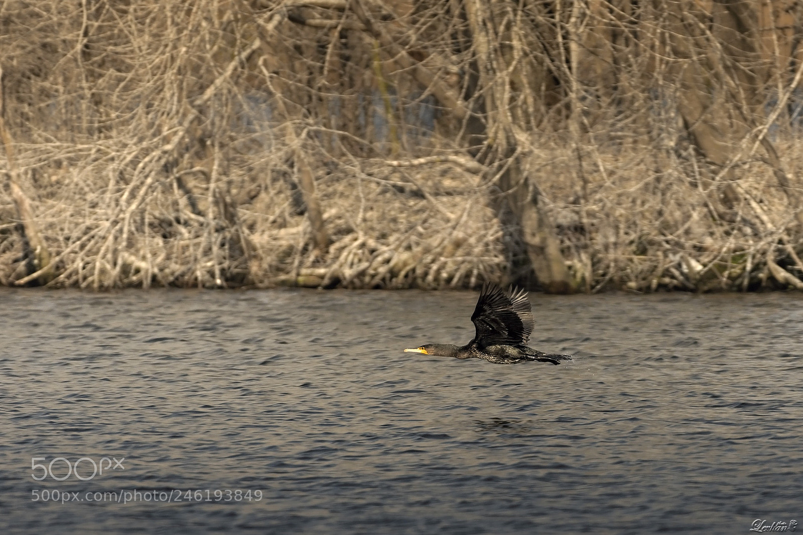 Nikon D7200 sample photo. Phalacrocorax carbo photography