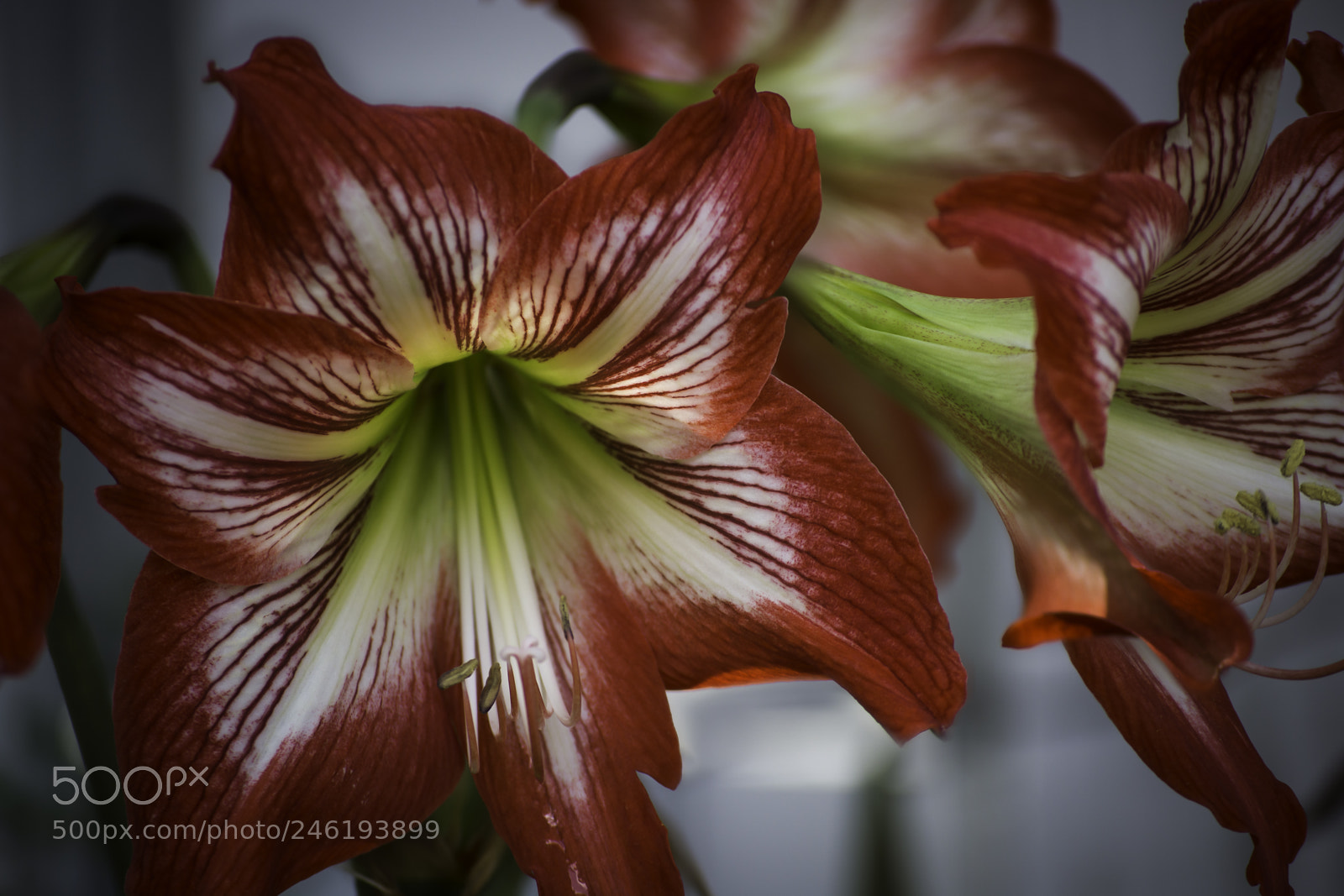 Nikon D7100 sample photo. Amarillys #3 photography
