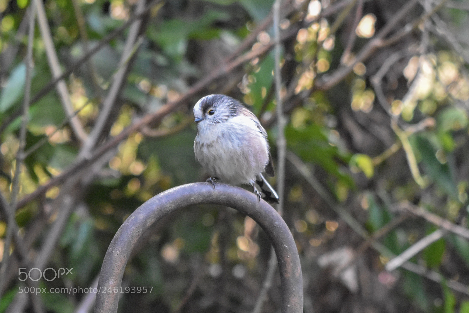 Nikon D5500 sample photo. “how bout like this? “ photography