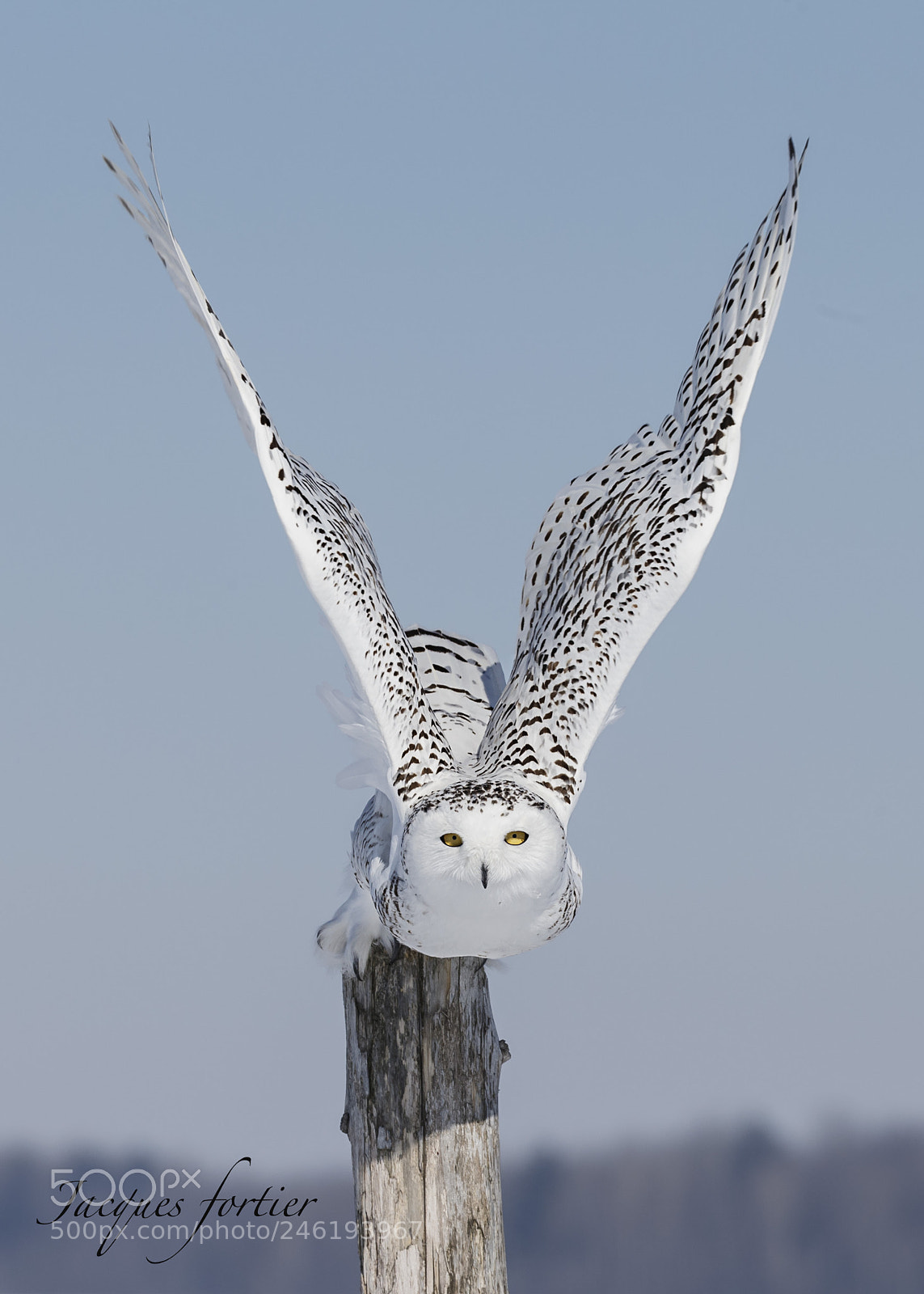 Canon EOS-1D X sample photo. Snowy owl photography