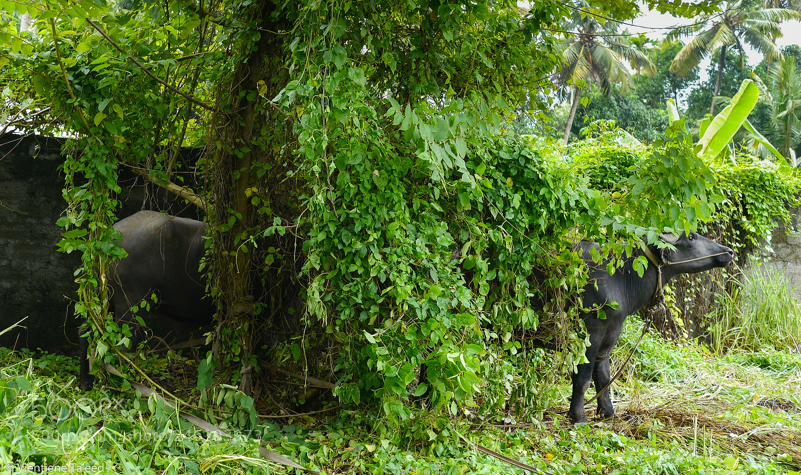 Panasonic Lumix DMC-G5 sample photo. Lesser spotted four-metre buffalo photography