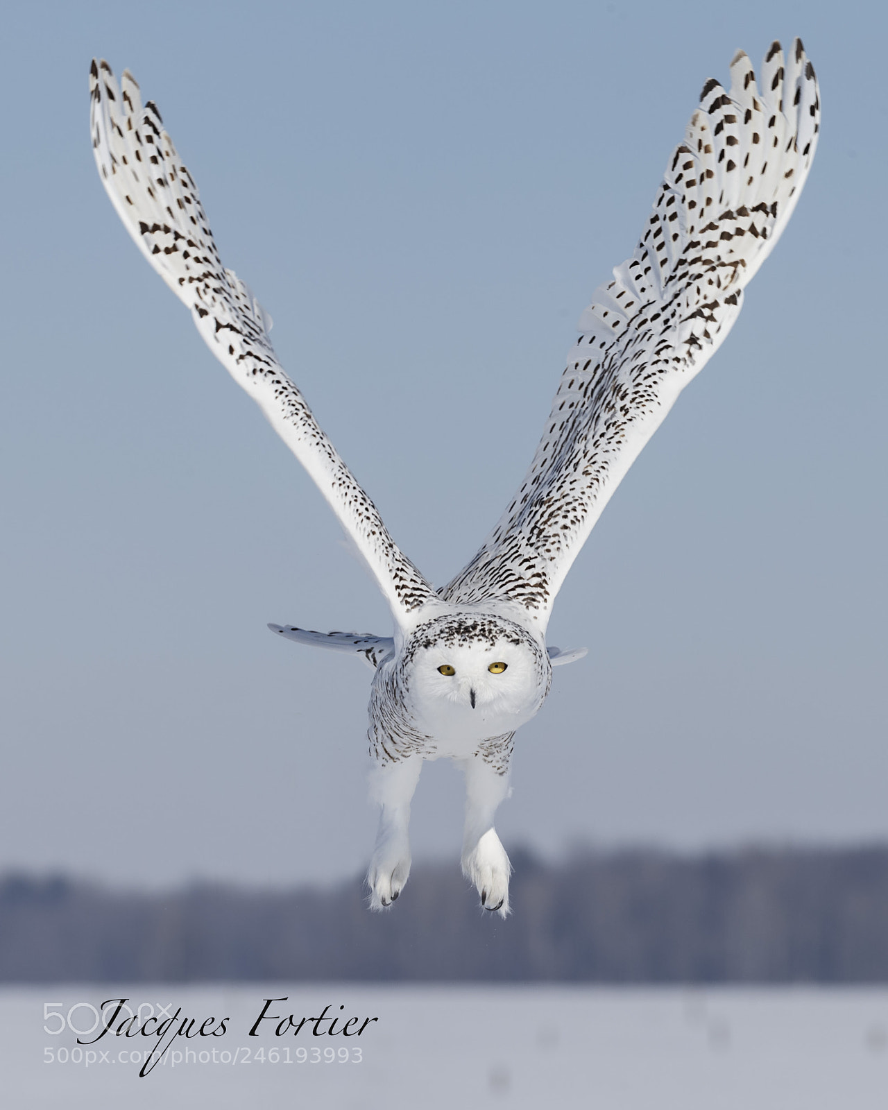 Canon EOS-1D X sample photo. Snowy owl photography