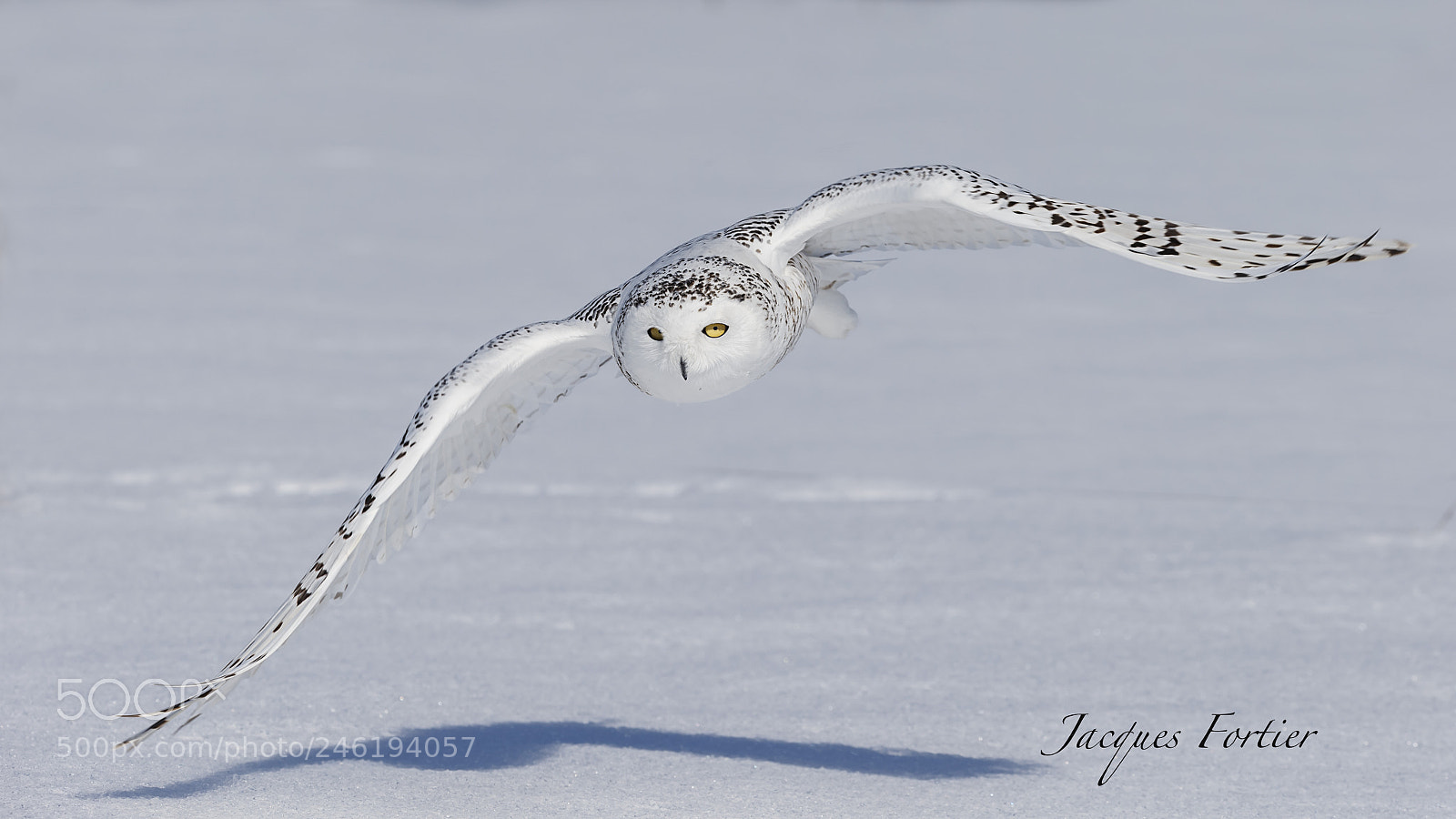 Canon EOS-1D X sample photo. Snowy owl photography
