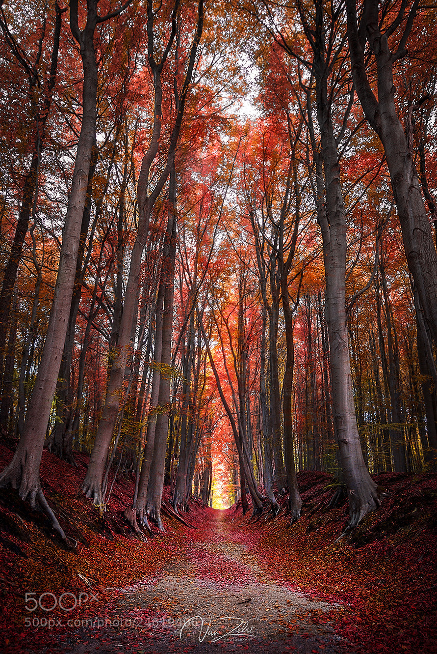 Nikon D60 sample photo. Hallerbos photography