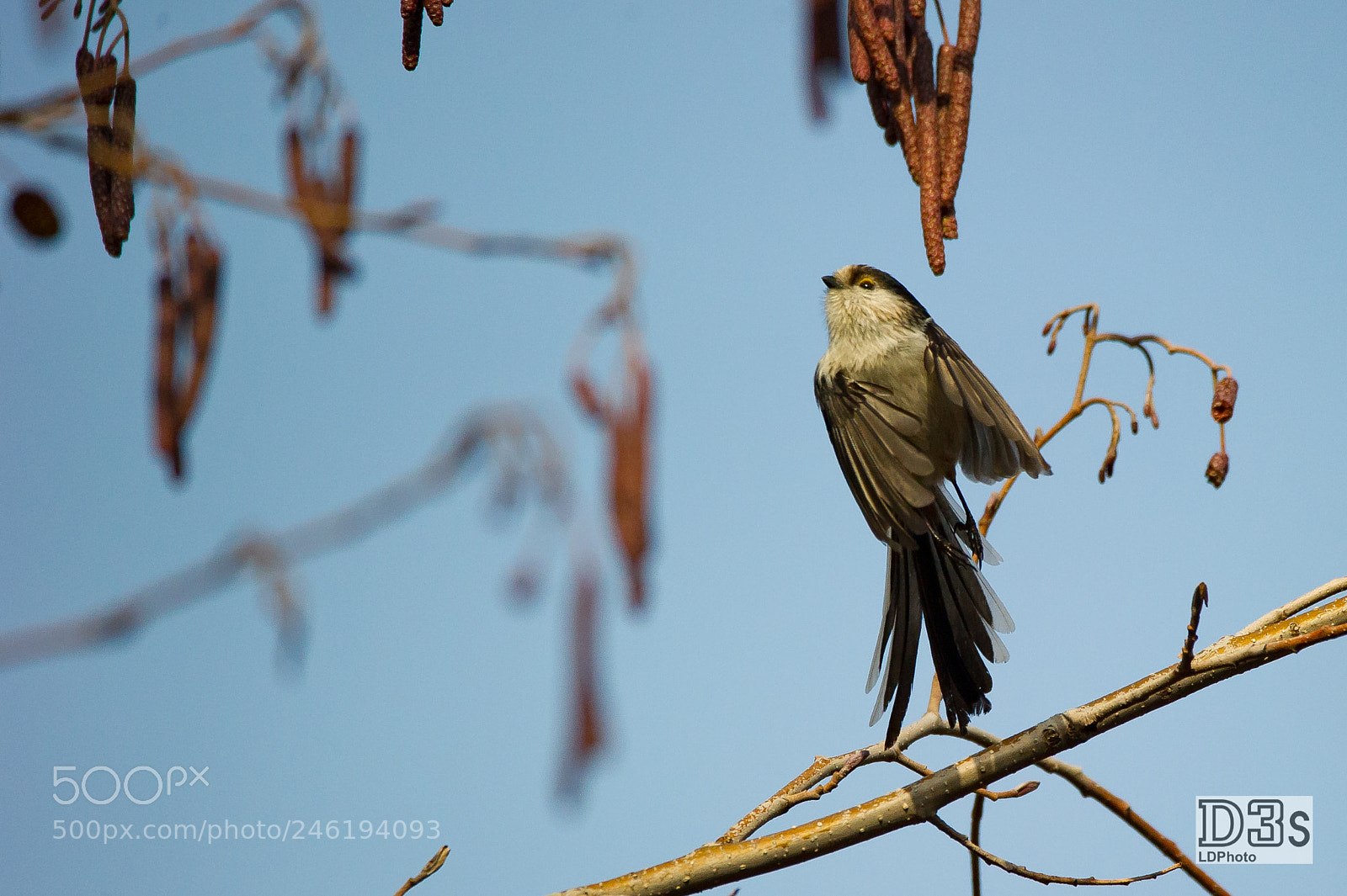 Nikon D3S sample photo. Long-tailed tit (aegithalos caudatus) photography