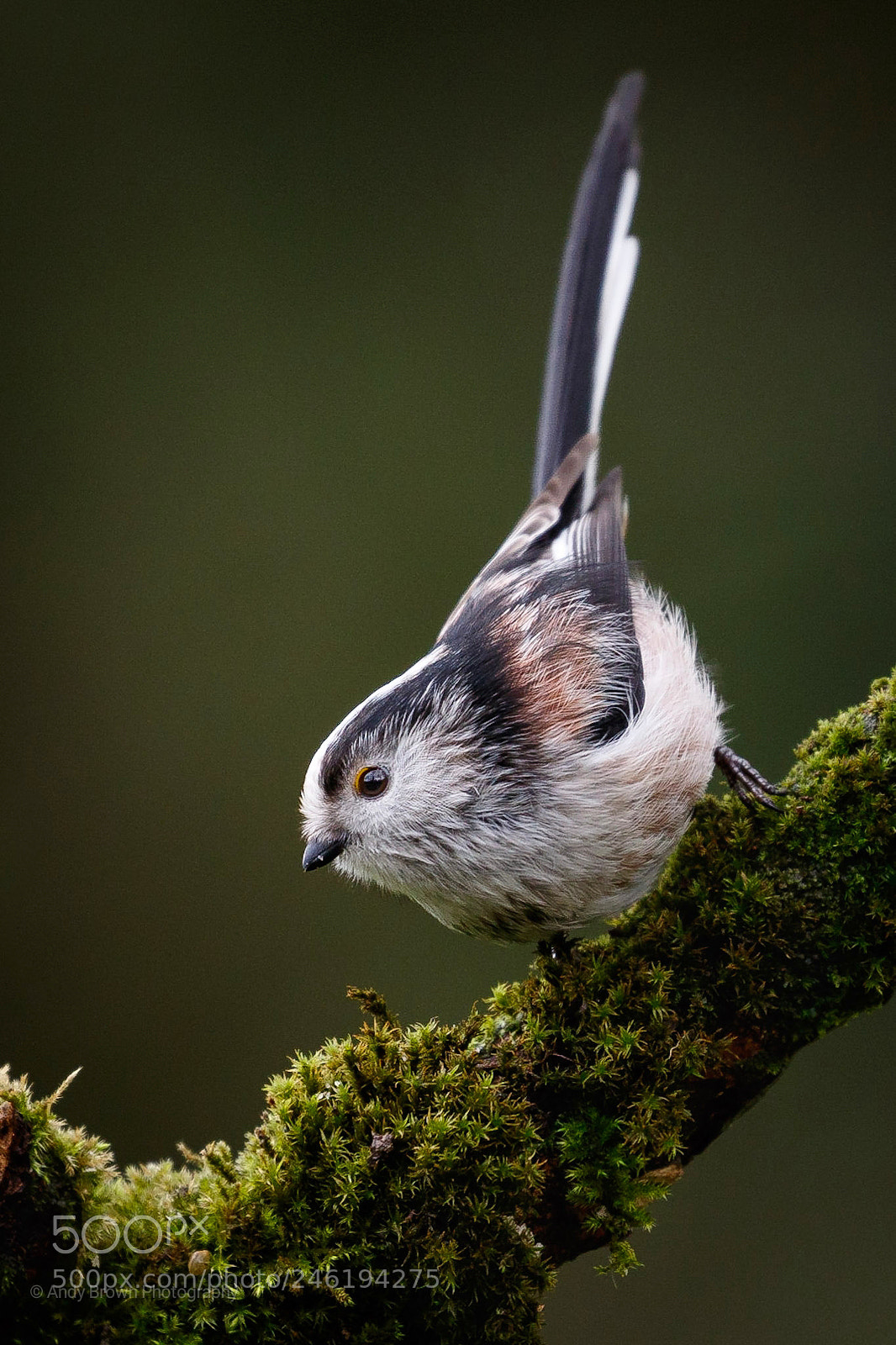 Canon EOS 7D Mark II sample photo. Long-tailed tit photography
