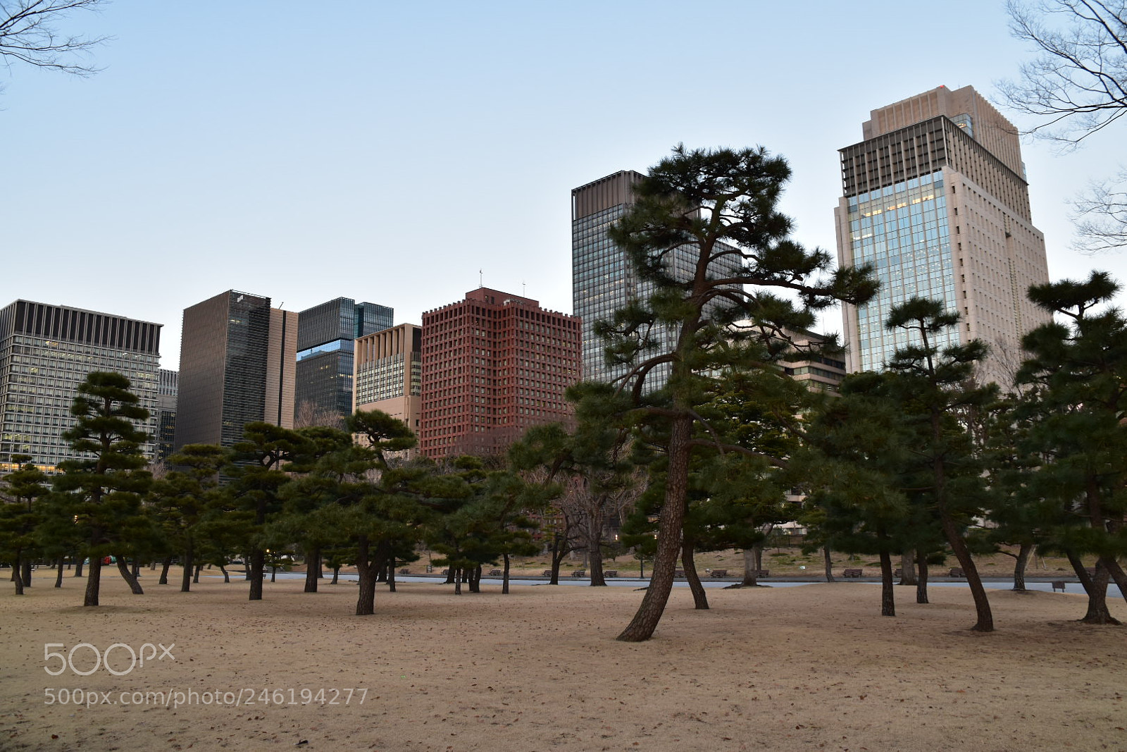 Nikon D5600 sample photo. The outer garden of photography