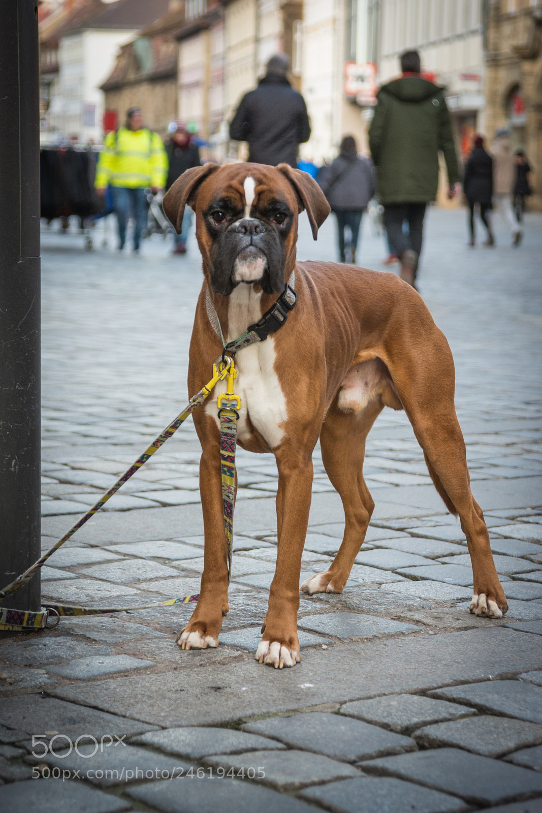 Nikon D7100 sample photo. The dog photography