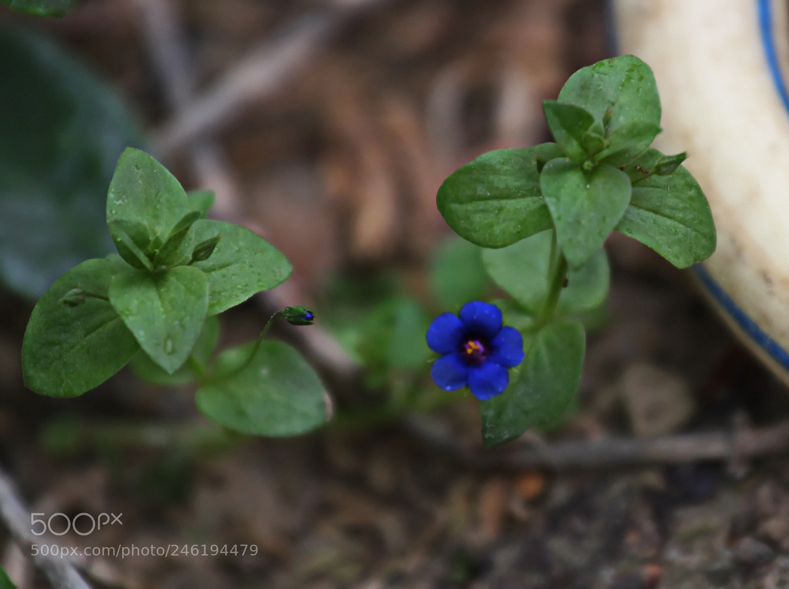 Canon EOS 500D (EOS Rebel T1i / EOS Kiss X3) sample photo. Deep blue dialogue... photography