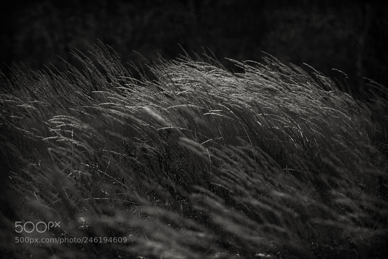 Canon EOS 30D sample photo. Only the winds photography