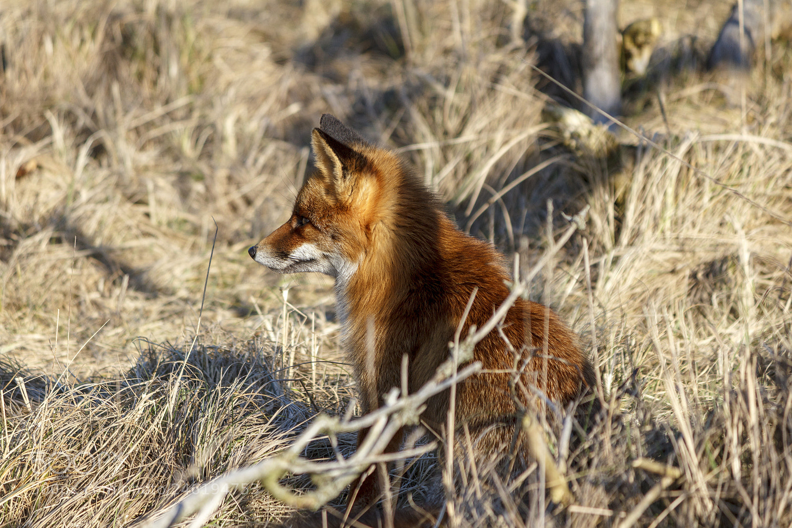 Canon EOS 550D (EOS Rebel T2i / EOS Kiss X4) sample photo. Fox photography