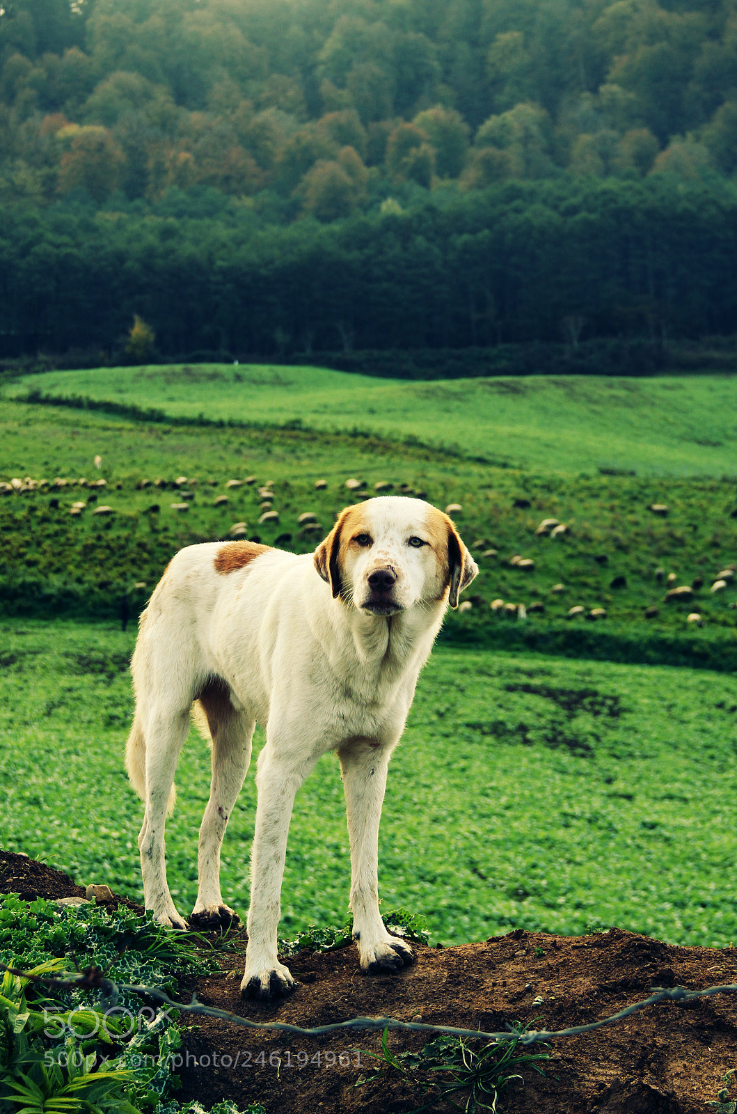 Canon EOS 7D sample photo. 19.jpg photography