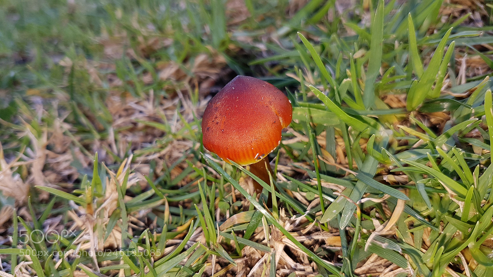 Samsung Galaxy S7 Edge sample photo. Untitled photography
