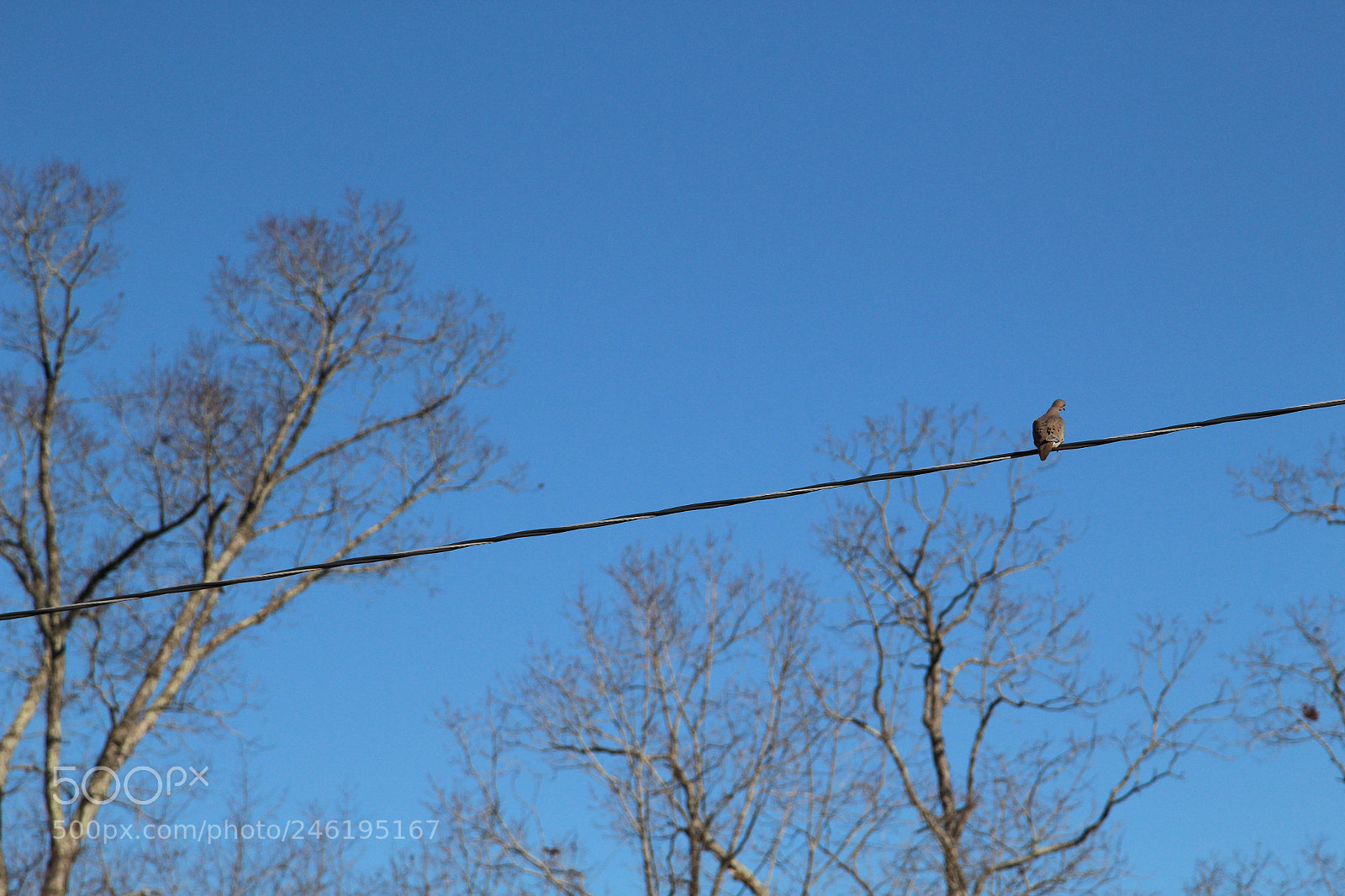 Canon EOS 100D (EOS Rebel SL1 / EOS Kiss X7) sample photo. Bird photo photography