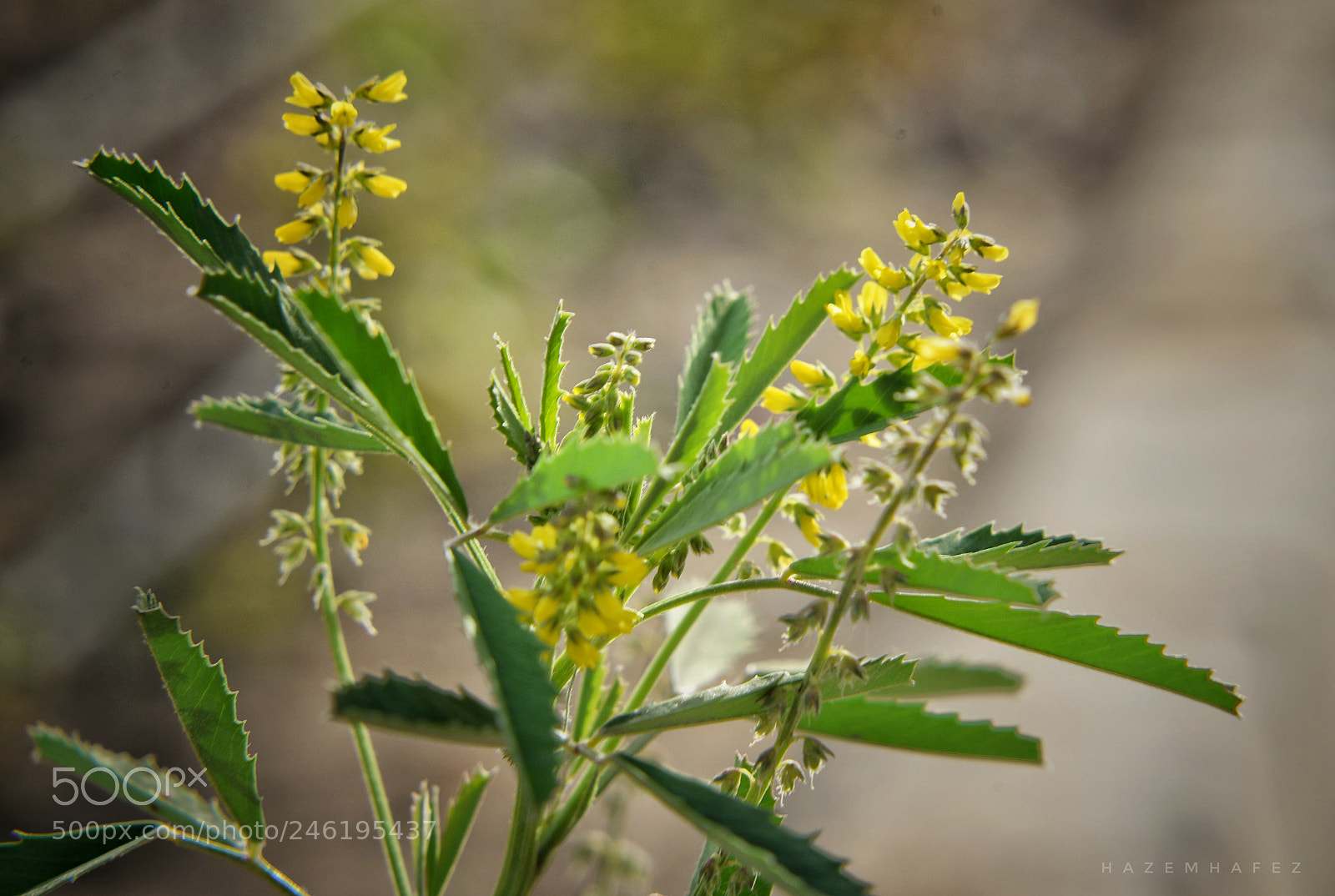 Nikon D610 sample photo. Small but pretty.. photography