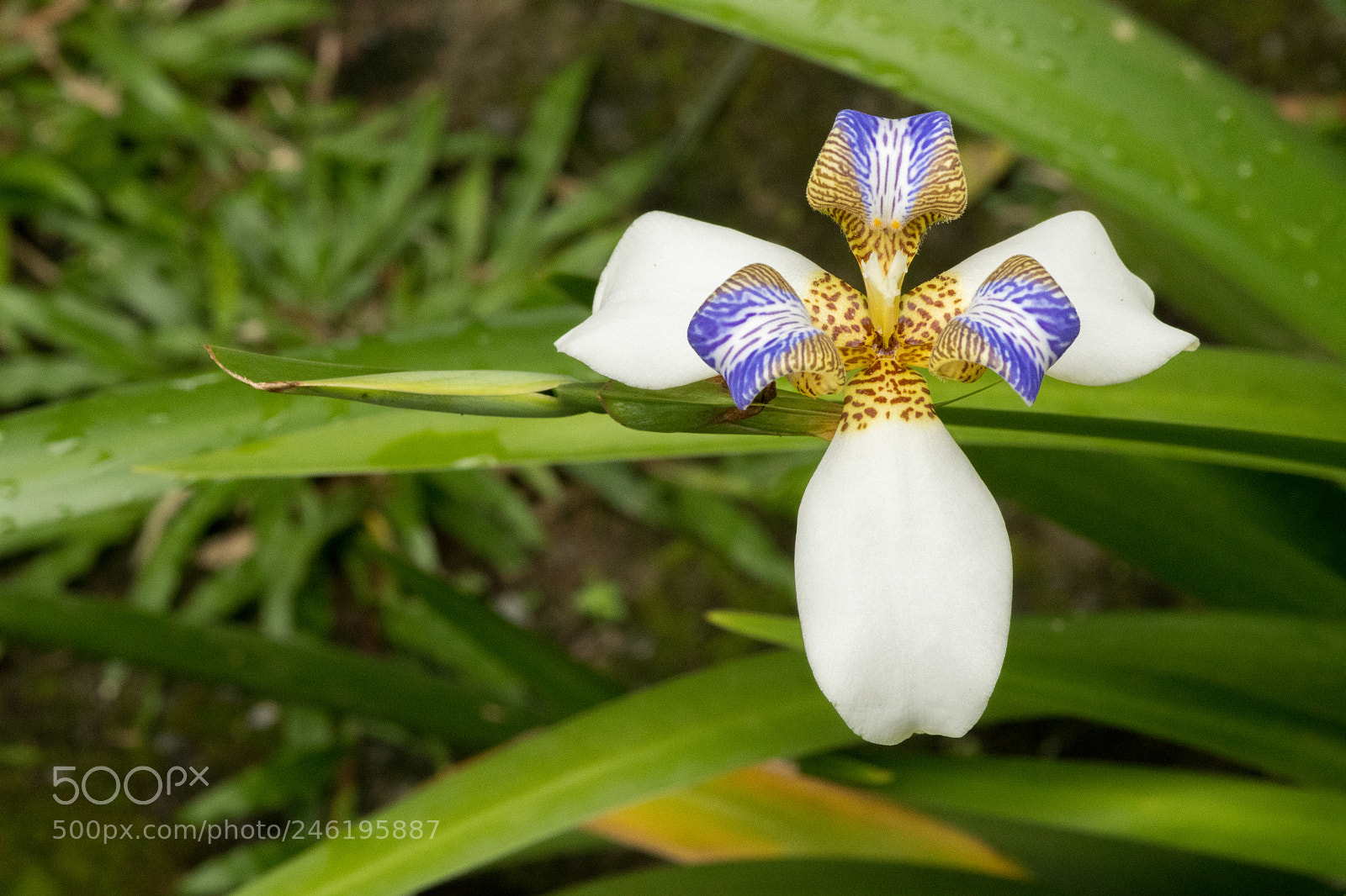 Nikon D500 sample photo. Discover photography