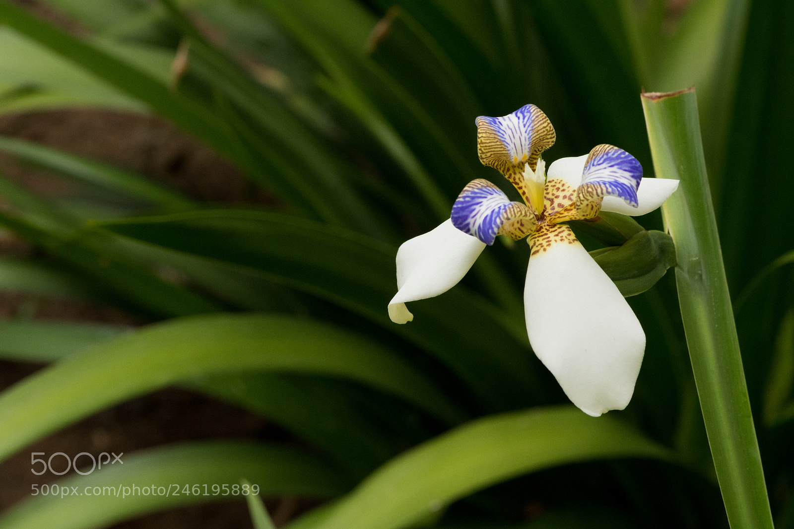 Nikon D500 sample photo. Spring flower photography