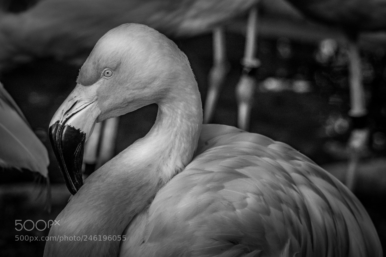 Sony a9 sample photo. Flamingo in black and photography