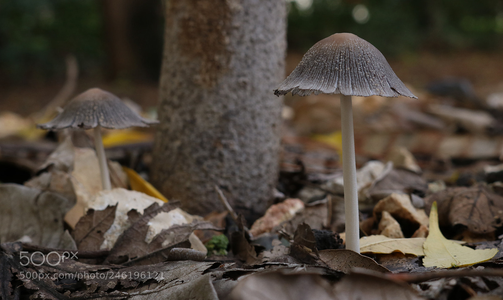 Canon EOS 750D (EOS Rebel T6i / EOS Kiss X8i) sample photo. "small trees" photography