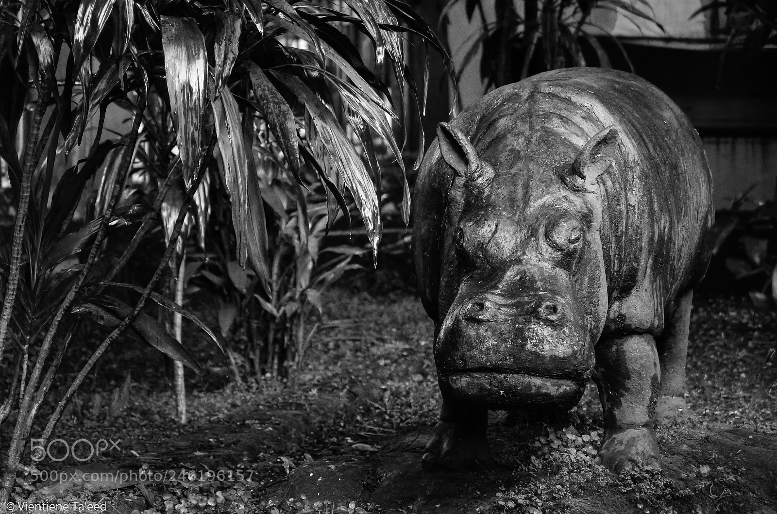Panasonic Lumix DMC-G5 sample photo. Less hungry hippo photography