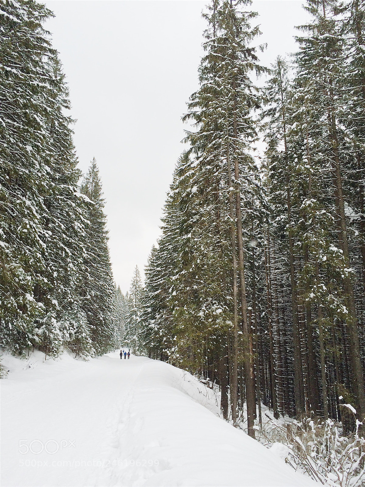 Apple iPhone 5s sample photo. Winter forest photography