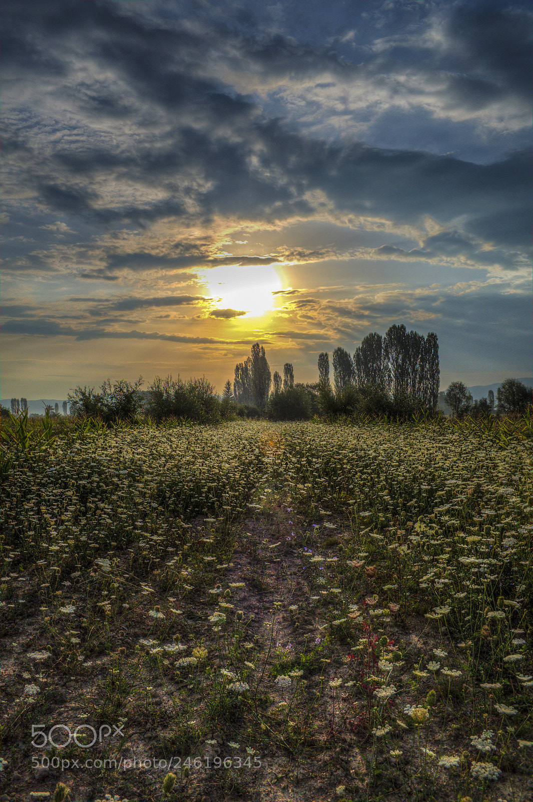 Nikon D5000 sample photo. Field and clouds photography