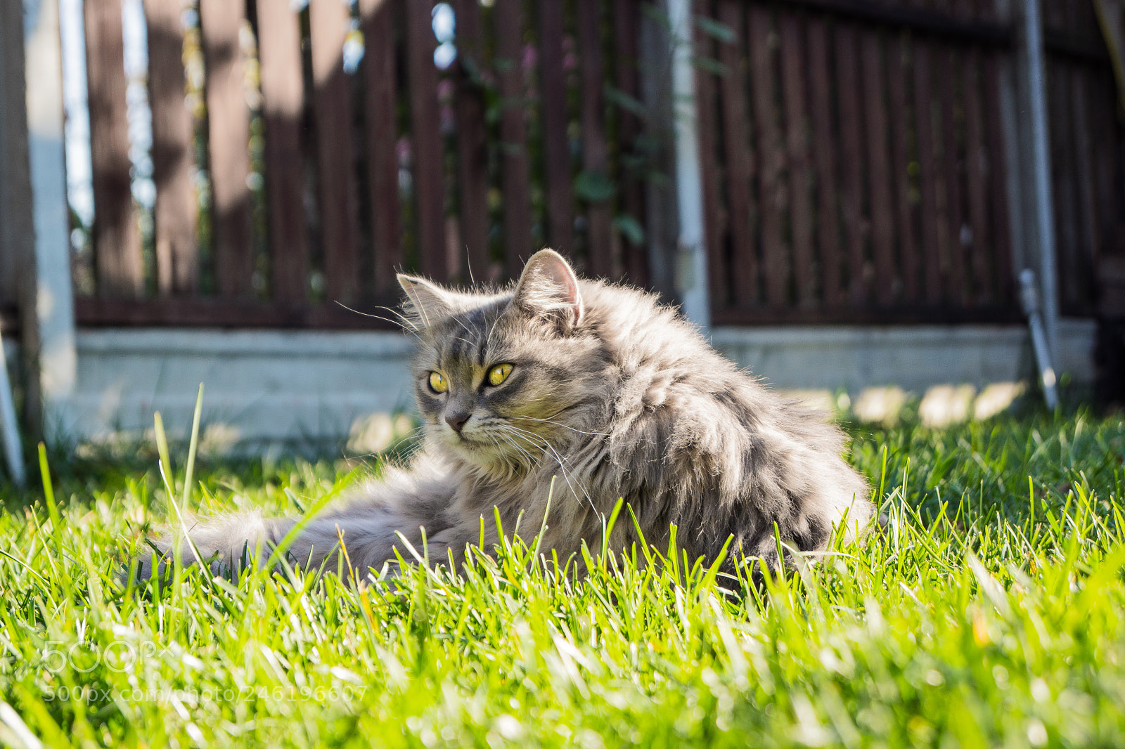 Sony SLT-A68 sample photo. Cat photography