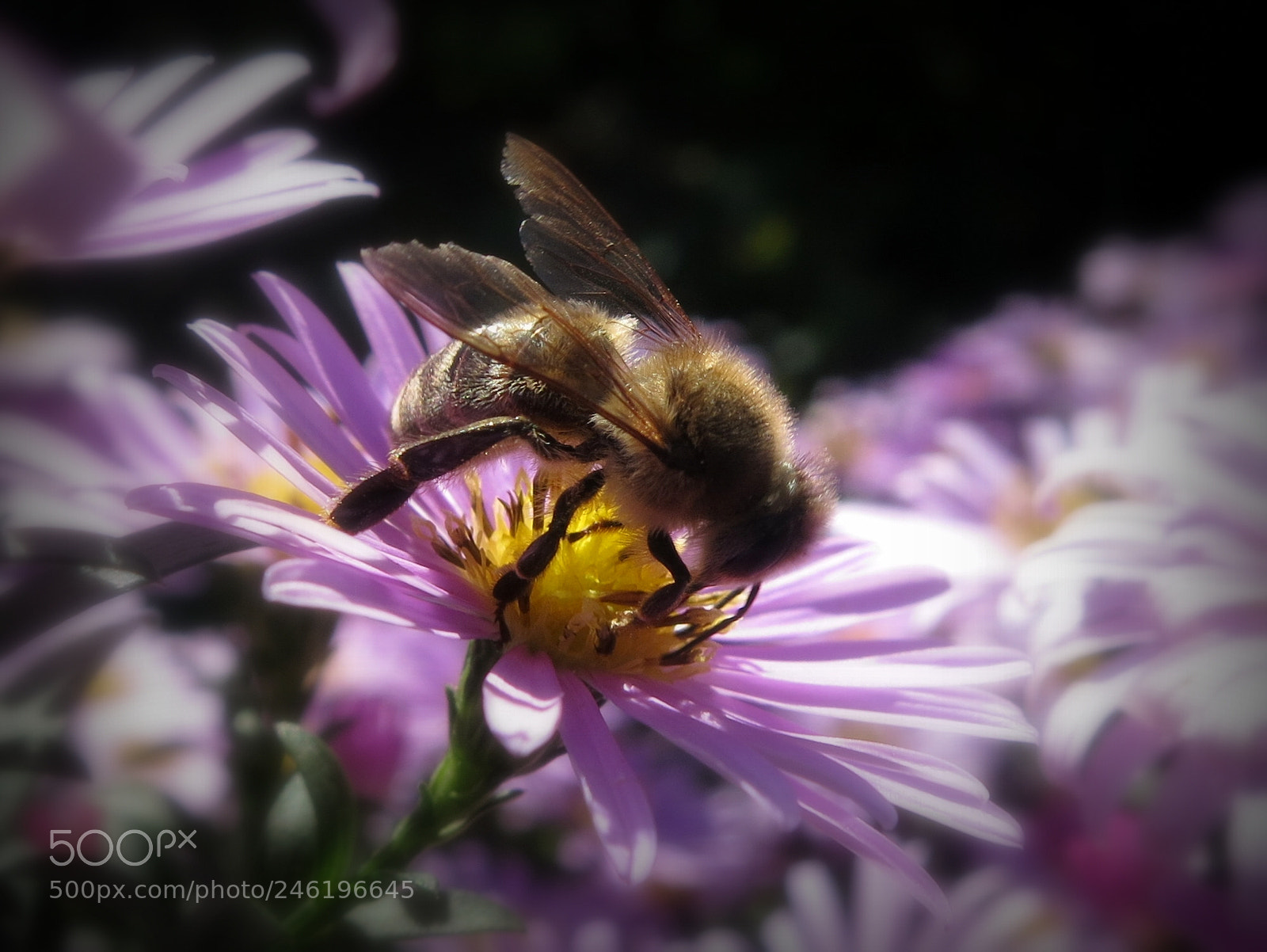 Canon PowerShot S100 sample photo. Autumn bee photography