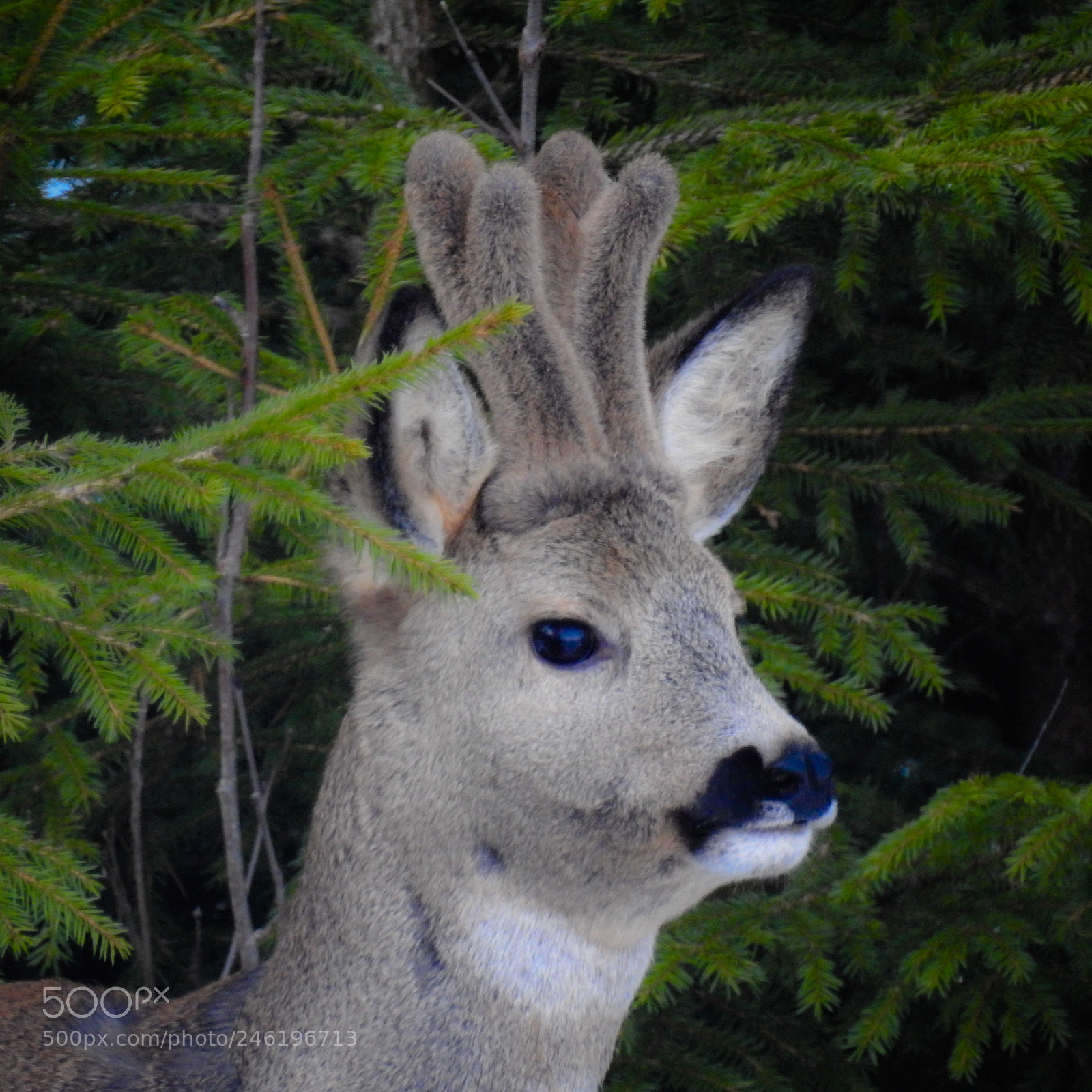 Nikon Coolpix P900 sample photo. Roedeer photography