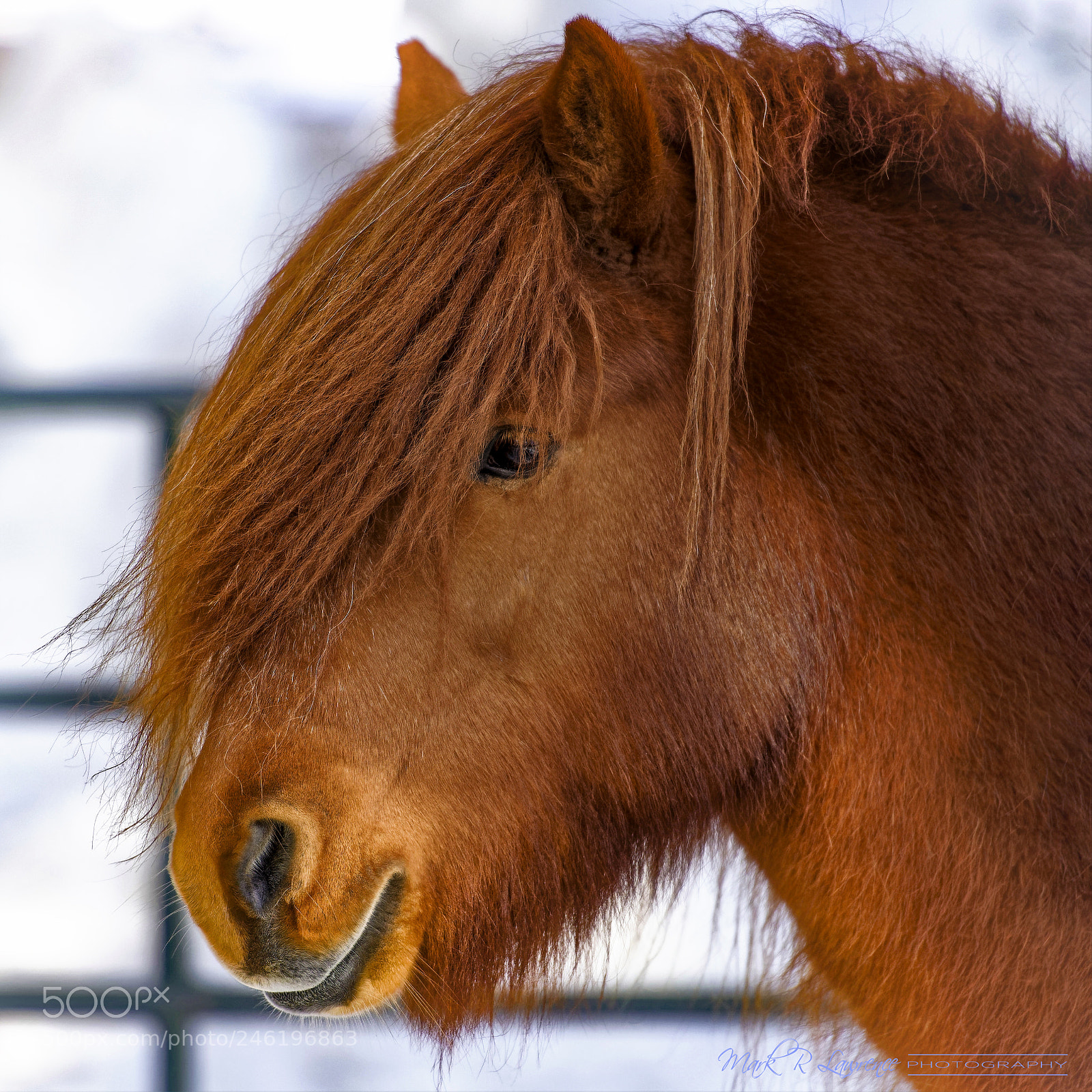 Nikon D810 sample photo. Vidar fra fitjamyri photography