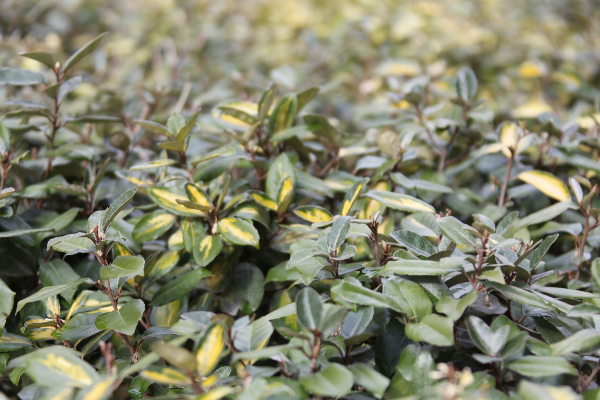 Canon EF 28-300mm F3.5-5.6L IS USM sample photo