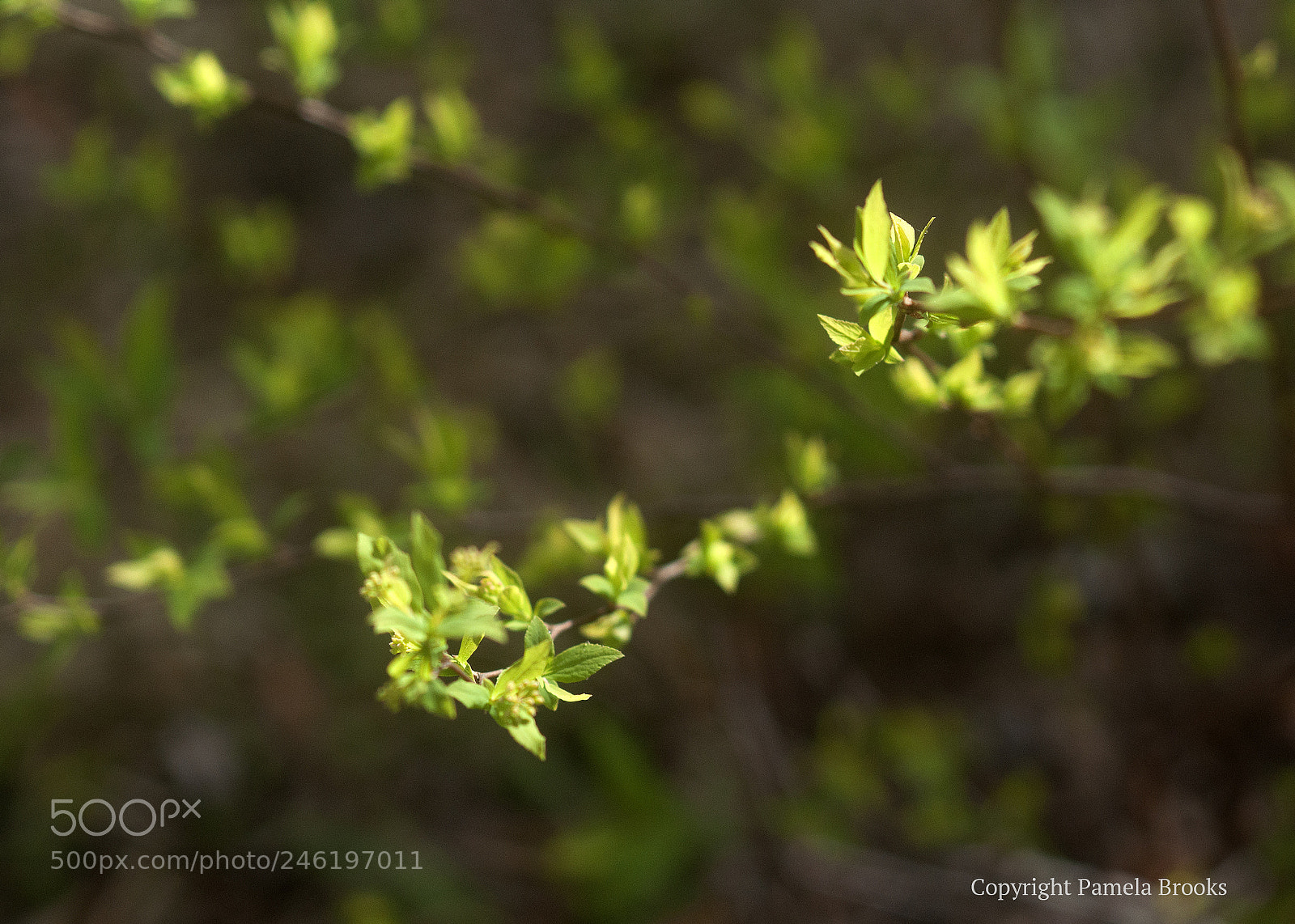 Nikon D90 sample photo. Forsythia branches photography
