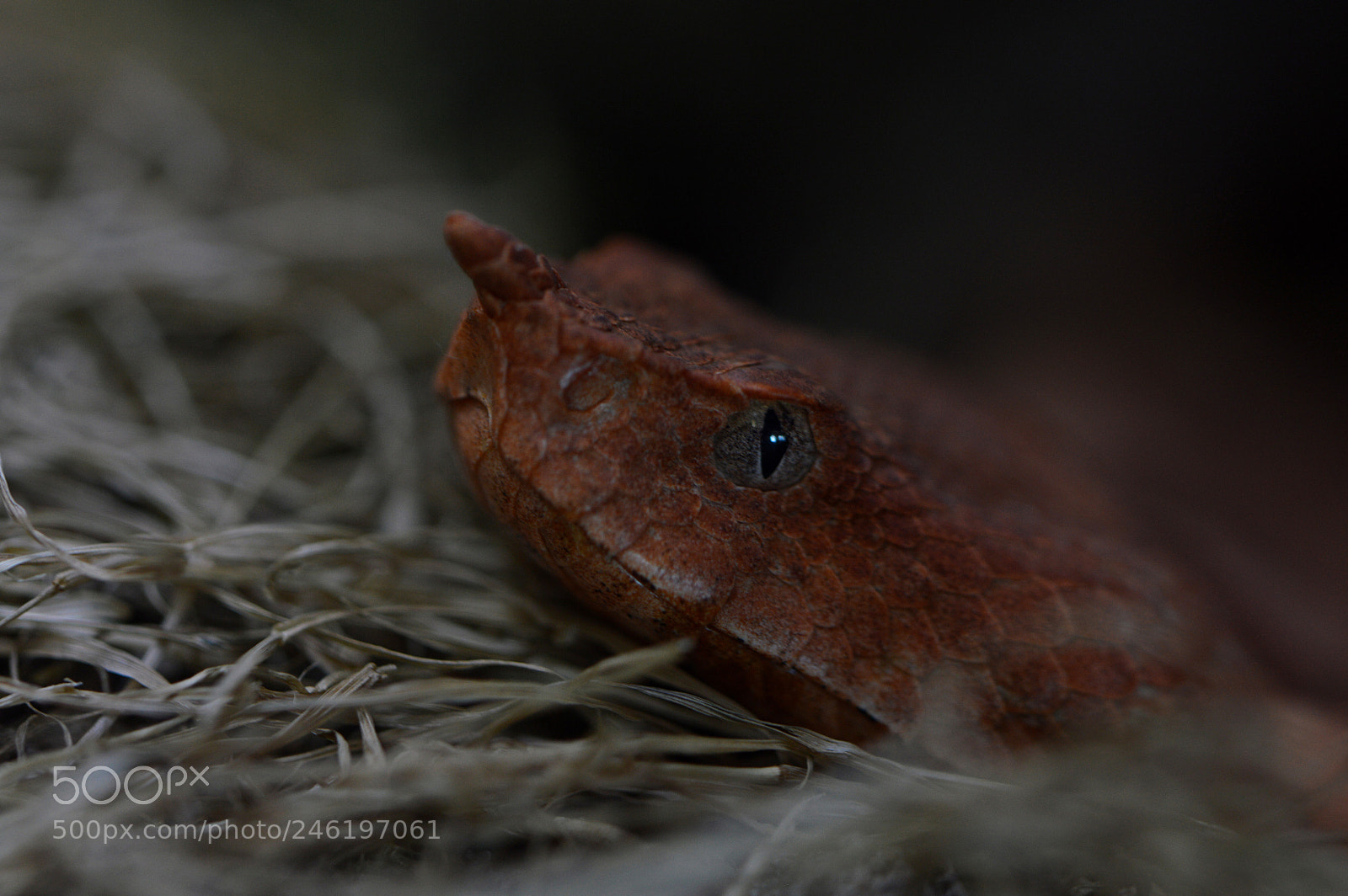 Nikon D3200 sample photo. Hornotter photography