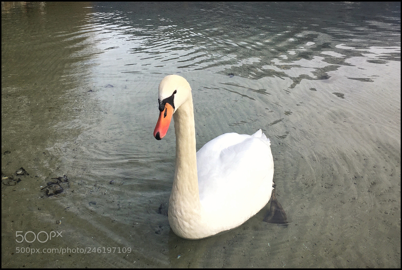 Apple iPhone SE sample photo. Swan photography