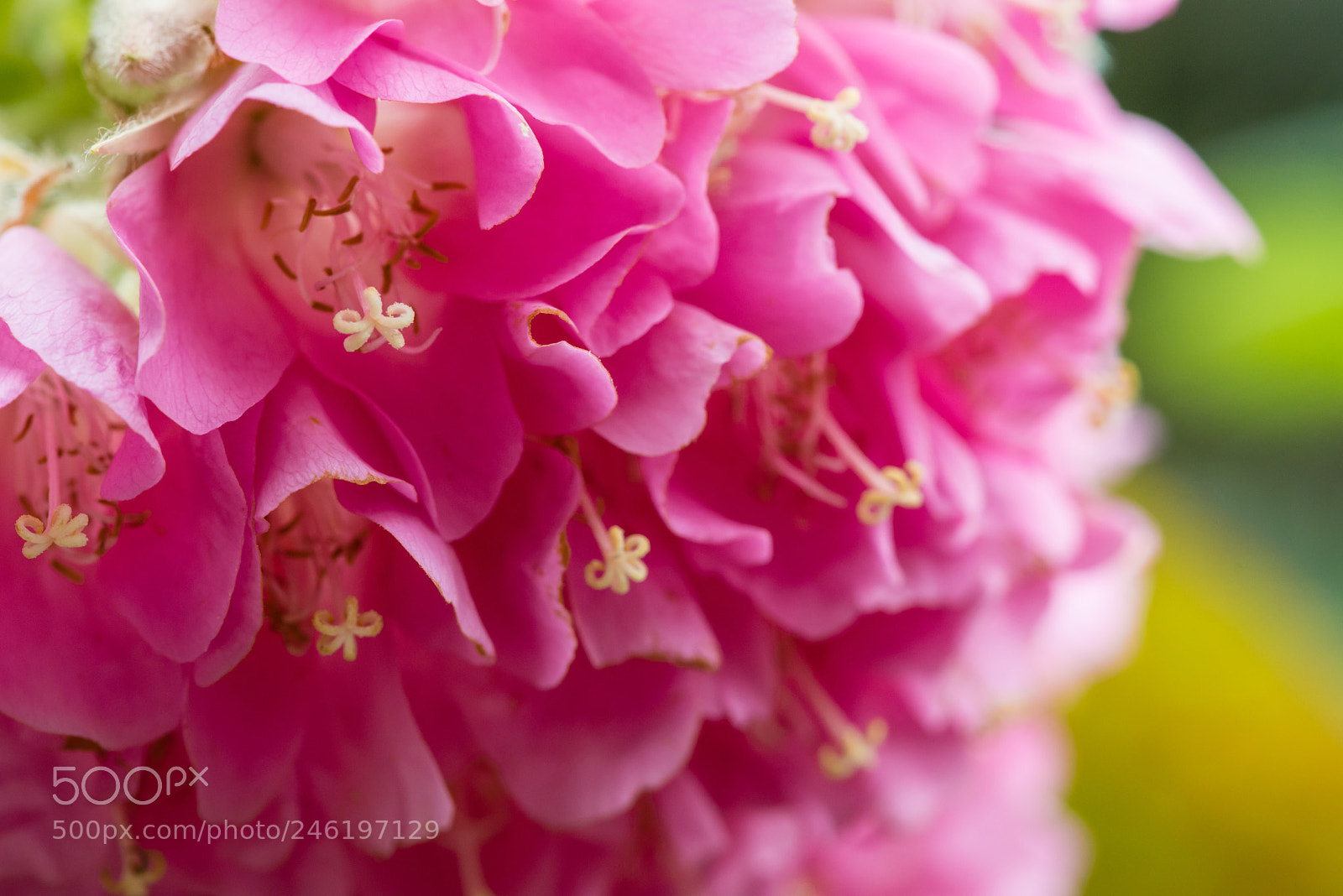 Nikon D800E sample photo. Flower photography