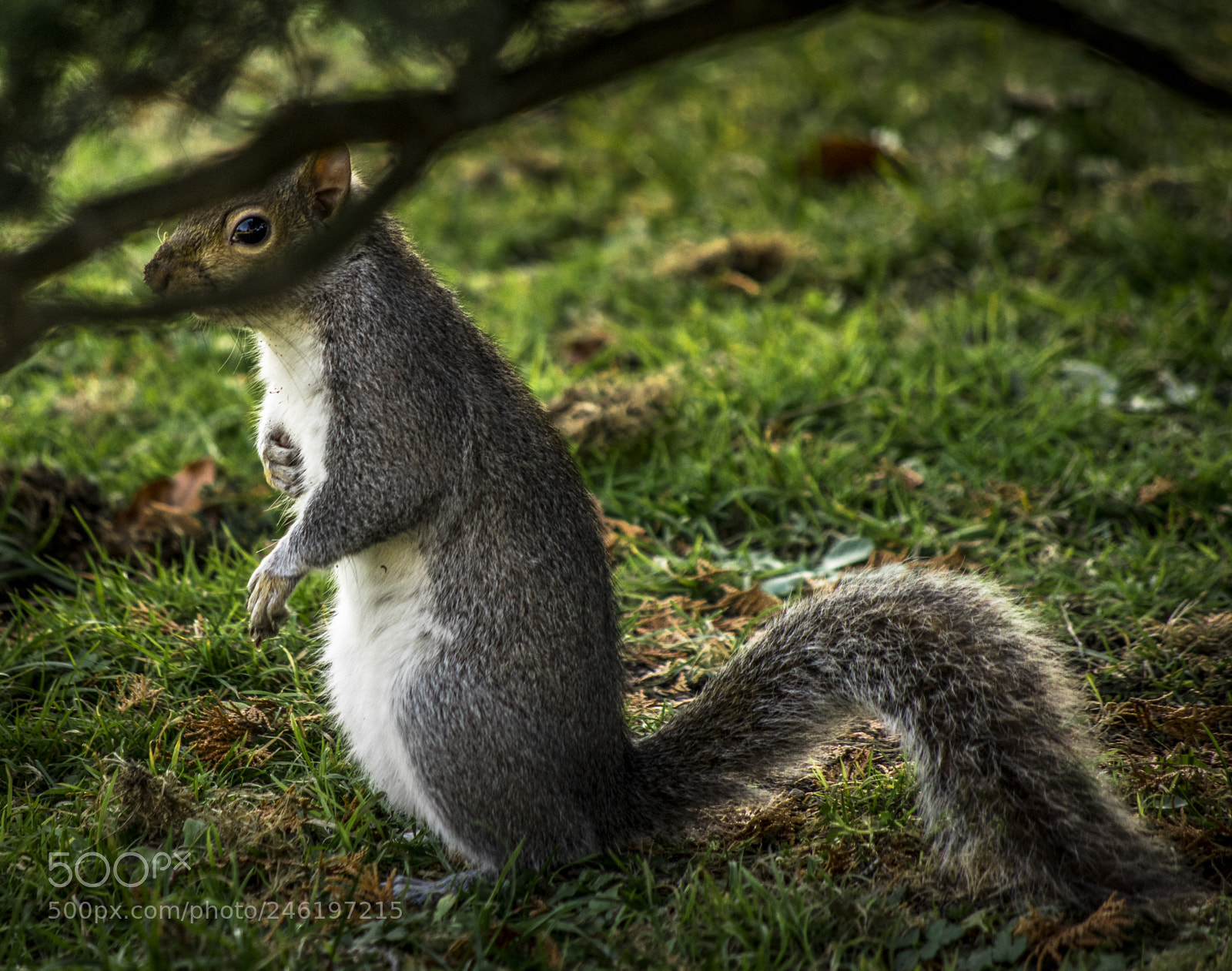 Pentax K-3 sample photo. Squirrel... photography