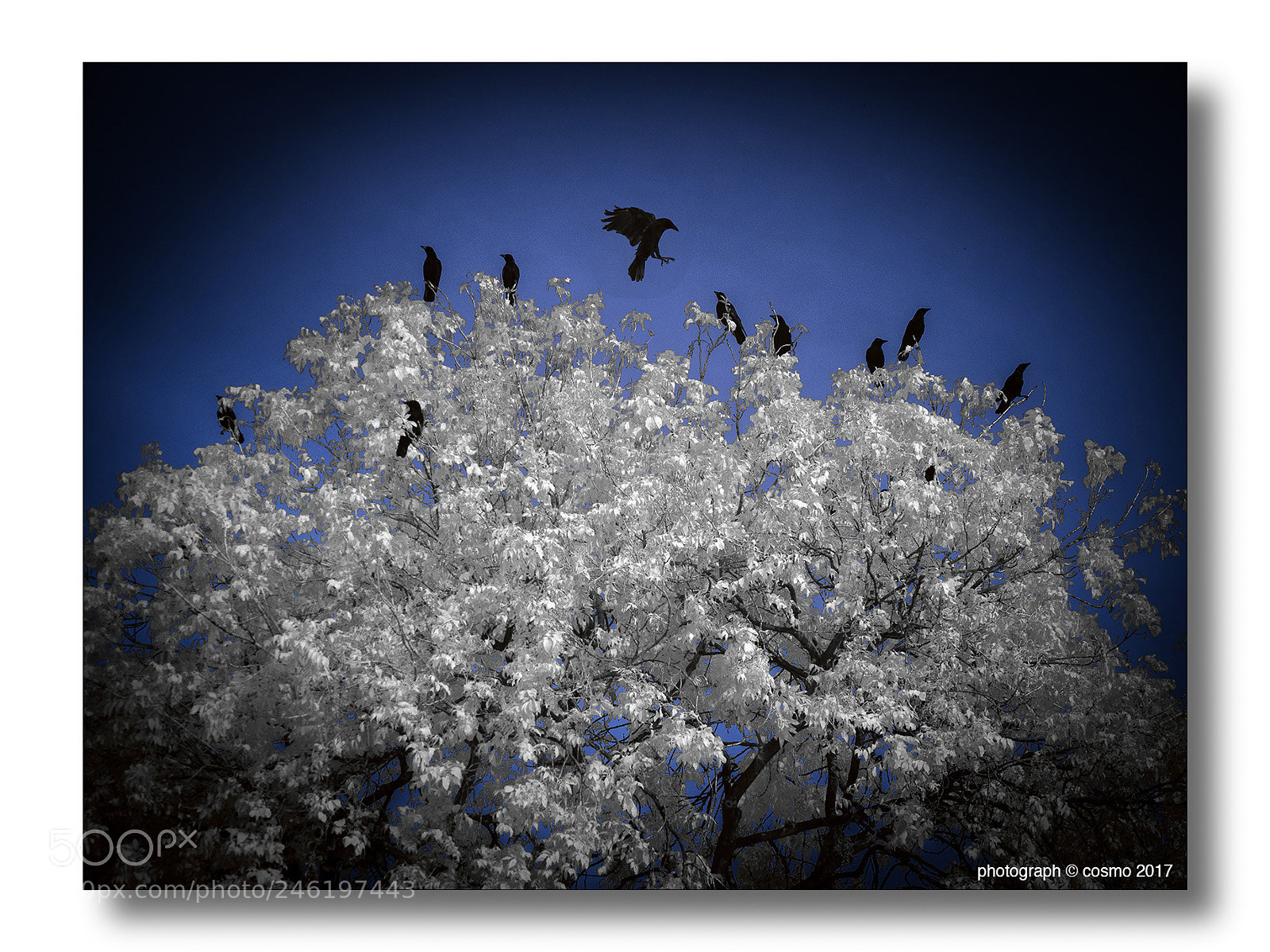 Panasonic Lumix DMC-GX8 sample photo. Cemetery crows. photography