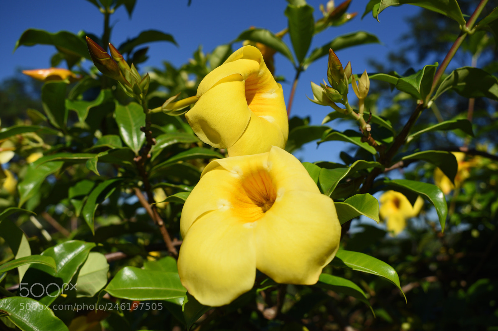 Nikon D3400 sample photo. Alamandra photography