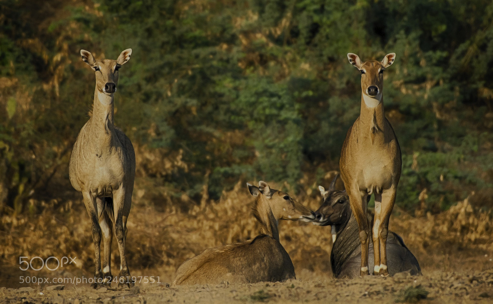 Nikon D500 sample photo. Bluebull photography